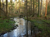 Rezerwat Krzemianka